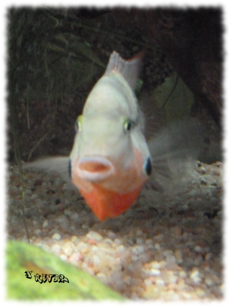 "Torichtys Meeki" "Torichtys Meeki"