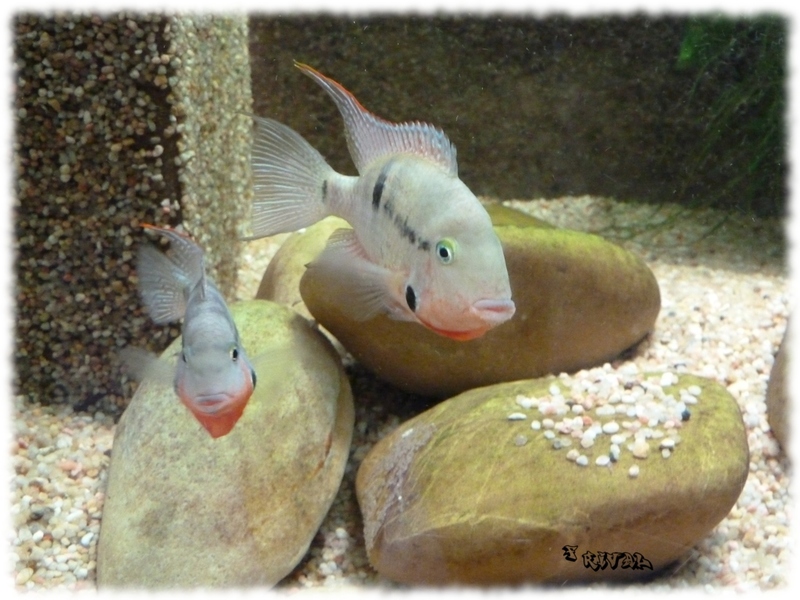 "Torichtys Meeki" "Torichtys Meeki"