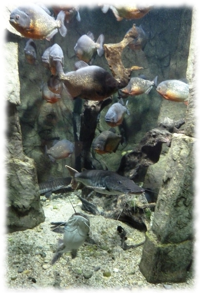Un banc de Piranhas de l'Aquarium d'Allex