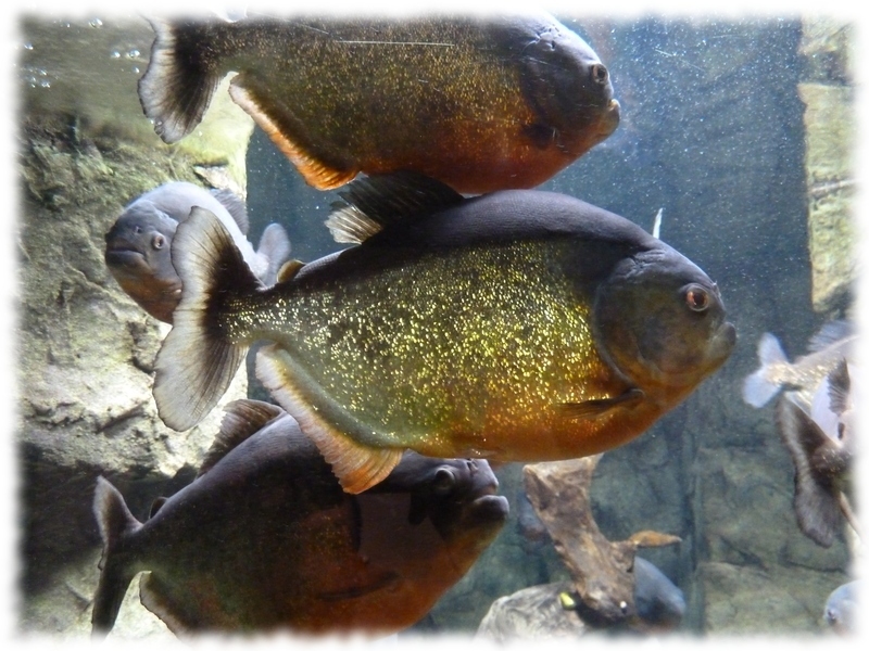 Un banc de Piranhas de l'Aquarium d'Allex