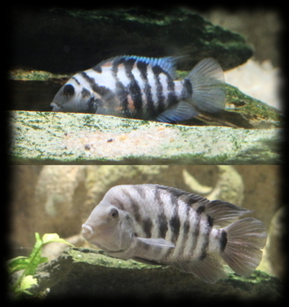 amatitlania-nigrofasciata.jpg amatitlania-nigrofasciata.jpg