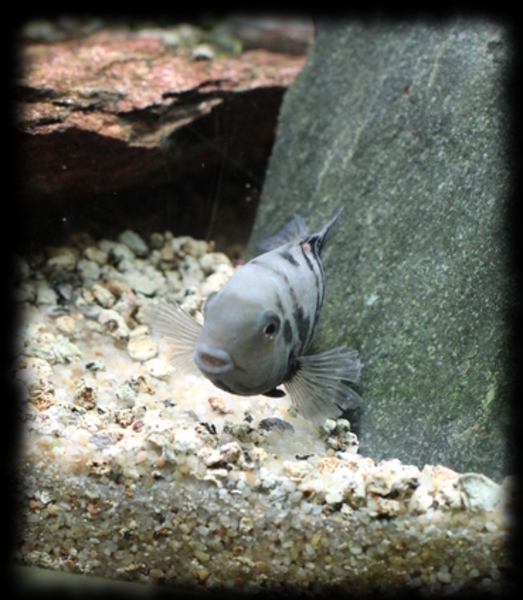 amatitlania-nigrofasciata_01.jpg amatitlania-nigrofasciata_01.jpg