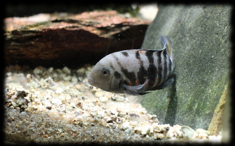 amatitlania-nigrofasciata_02.jpg amatitlania-nigrofasciata_02.jpg