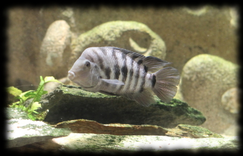 amatitlania-nigrofasciata_03.jpg amatitlania-nigrofasciata_03.jpg
