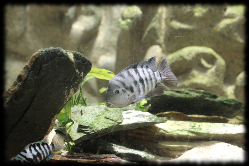 amatitlania-nigrofasciata_04.jpg amatitlania-nigrofasciata_04.jpg