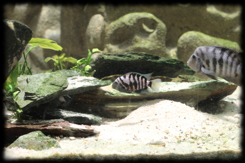 amatitlania-nigrofasciata_05.jpg amatitlania-nigrofasciata_05.jpg