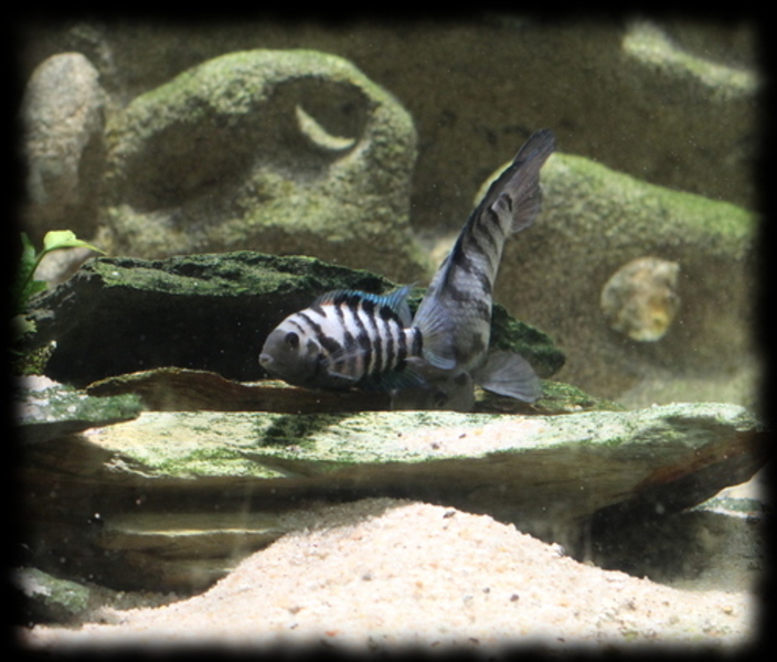 amatitlania-nigrofasciata_06.jpg amatitlania-nigrofasciata_06.jpg