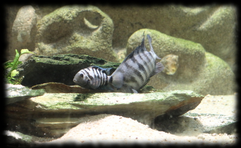 amatitlania-nigrofasciata_07.jpg amatitlania-nigrofasciata_07.jpg