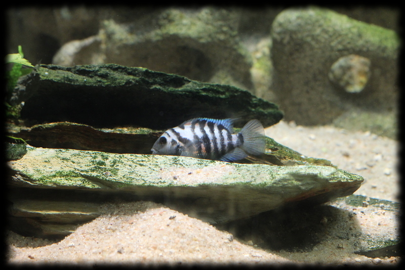 amatitlania-nigrofasciata_08.jpg amatitlania-nigrofasciata_08.jpg