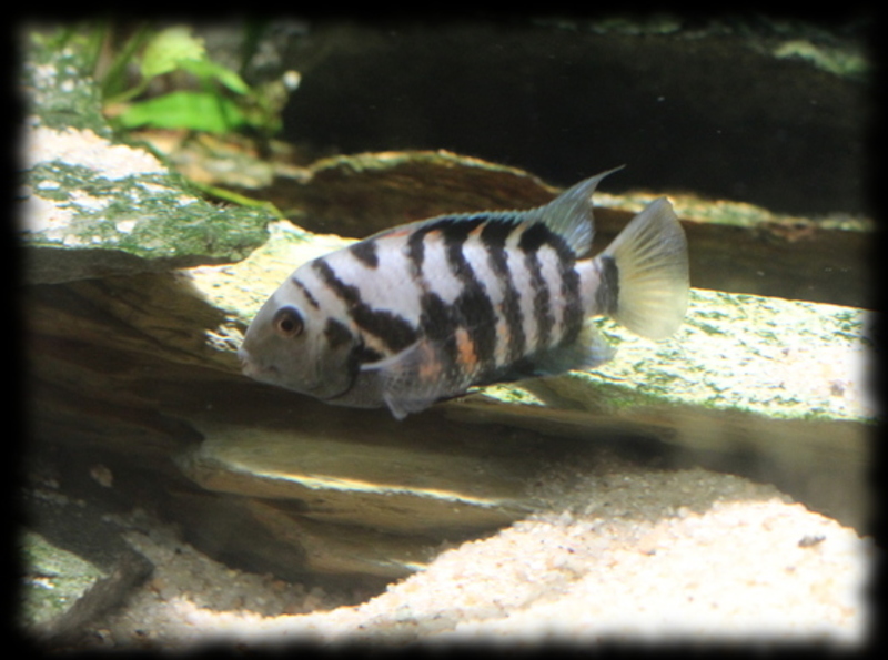 amatitlania-nigrofasciata_09.jpg amatitlania-nigrofasciata_09.jpg