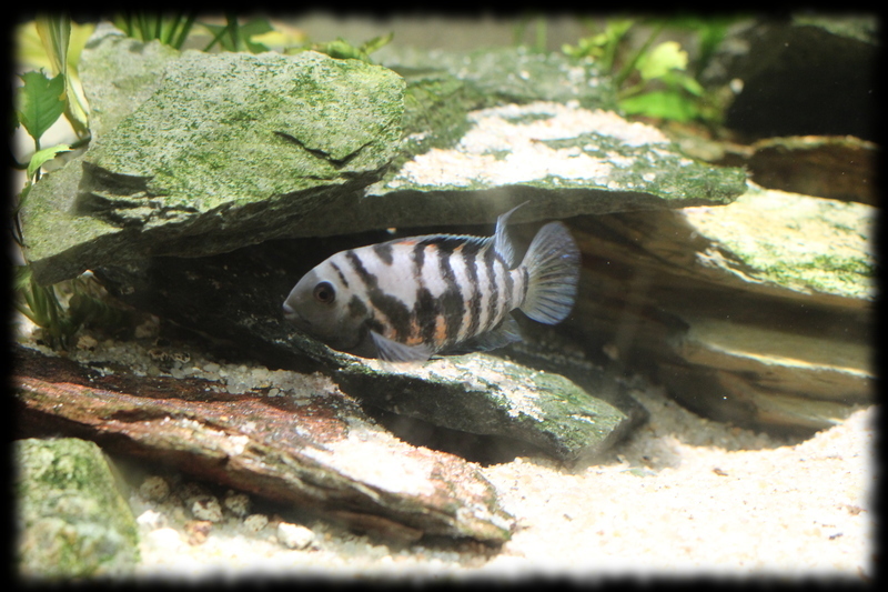 amatitlania-nigrofasciata_10.jpg amatitlania-nigrofasciata_10.jpg