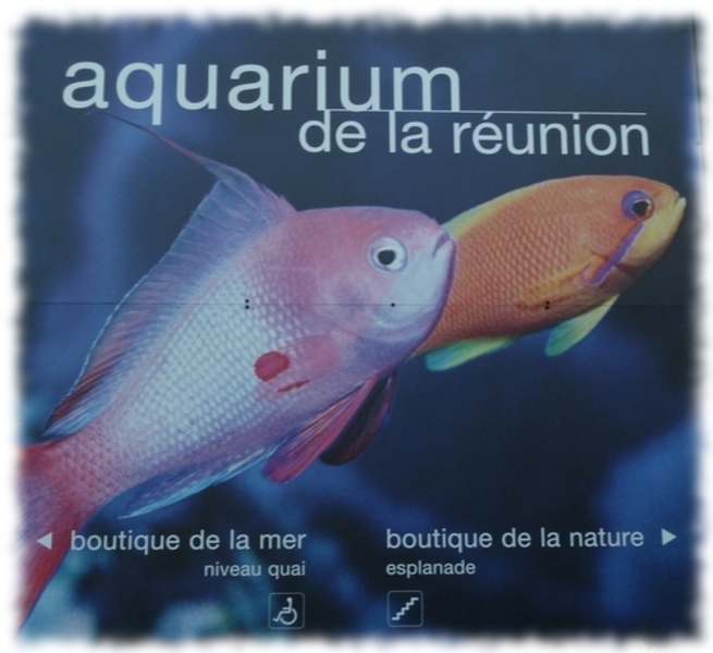 Aquarium de la Réunion à Saint Gilles 