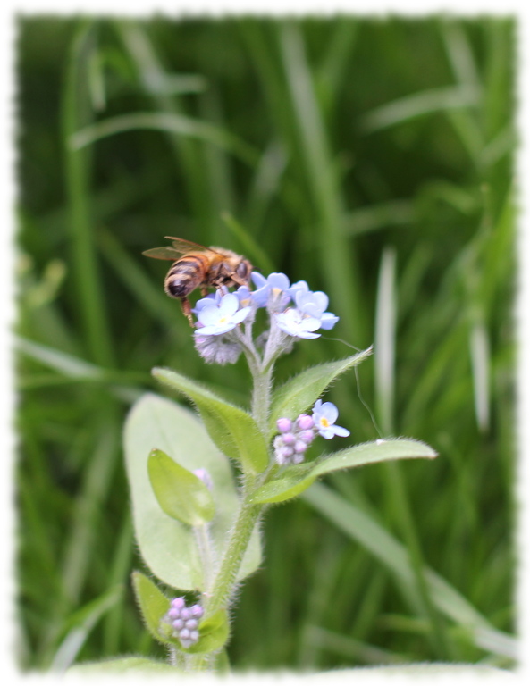 abeille1.jpg abeille1.jpg