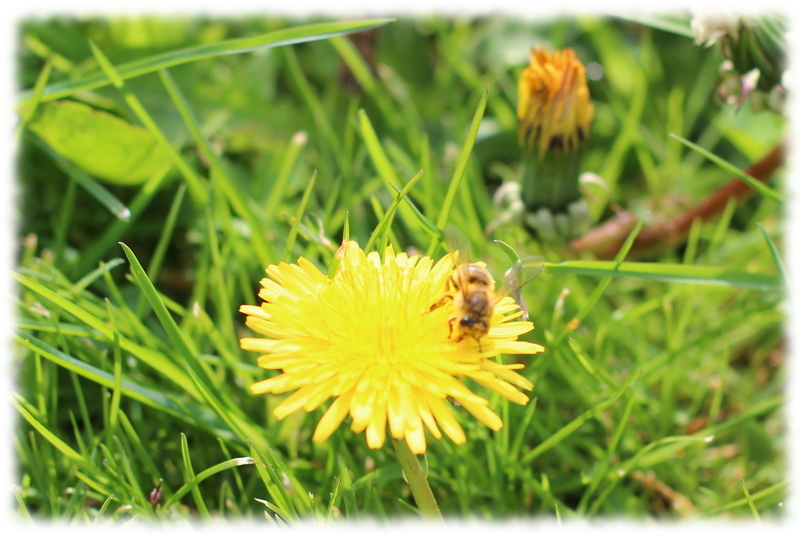 abeille2.jpg abeille2.jpg