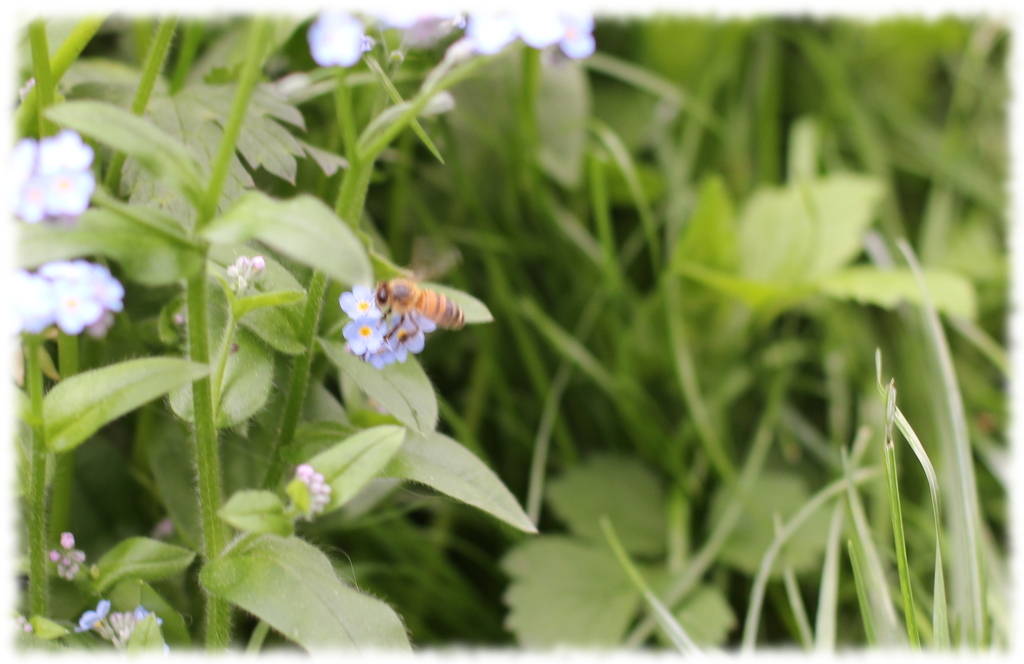 abeille3.jpg abeille3.jpg