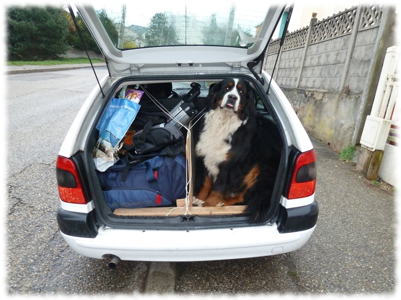 Construction en bois d'une séparation pour chien dans un coffre