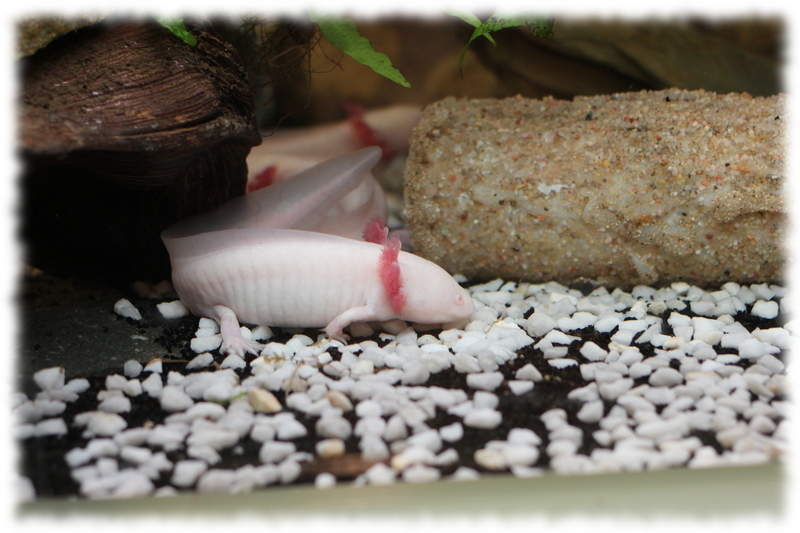 axolotl_1.jpg axolotl_1.jpg