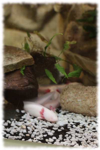 axolotl_2.jpg axolotl_2.jpg