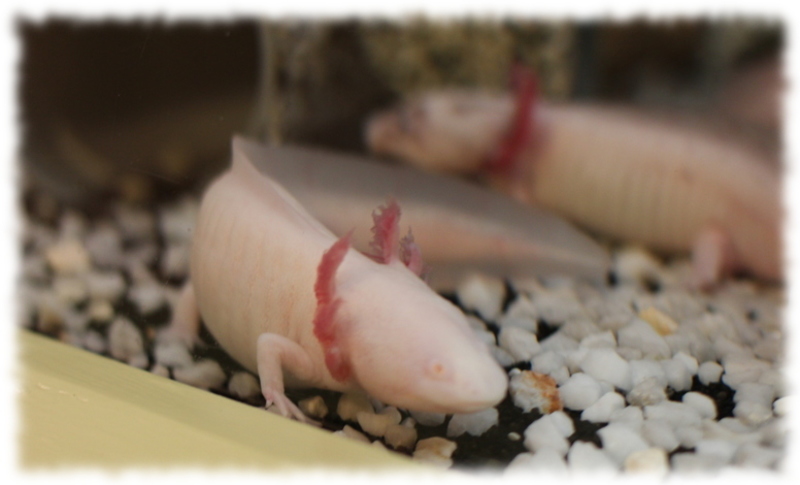 axolotl_3.jpg axolotl_3.jpg
