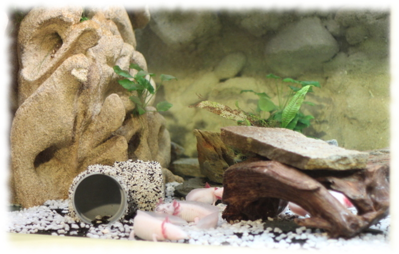 axolotl_4.jpg axolotl_4.jpg