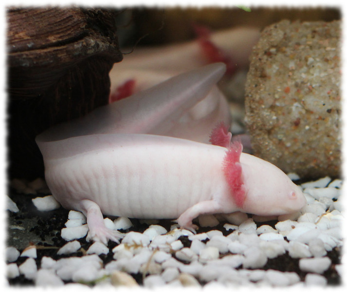 axolotl_6.jpg axolotl_6.jpg