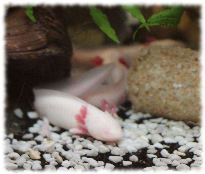 axolotl_7.jpg axolotl_7.jpg