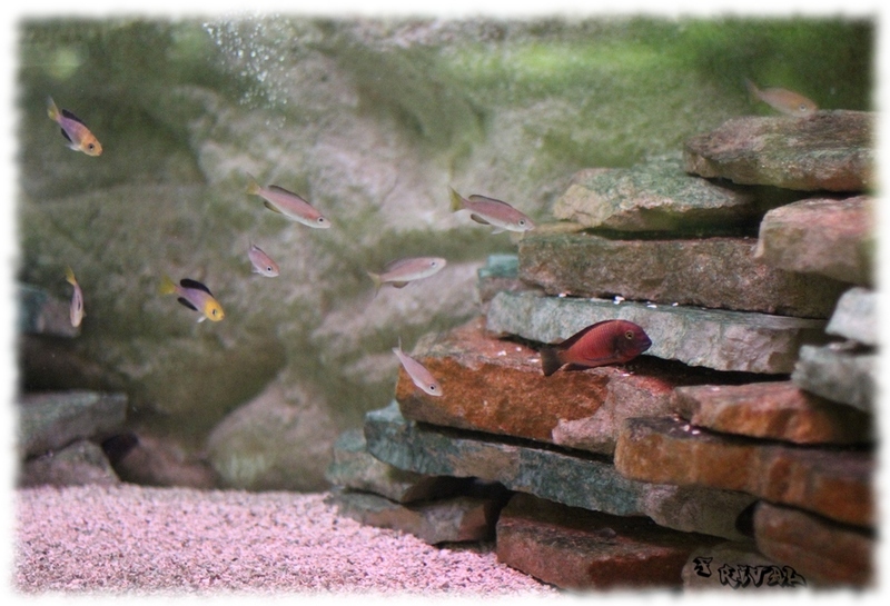 Cichlidés ou poissons sauvages: Banc de Cyprichromis jumbo Kambwimba