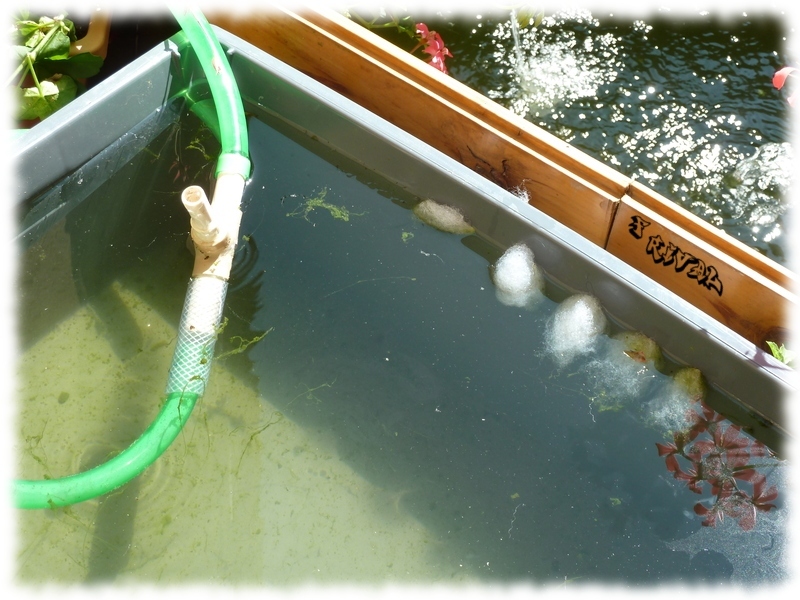bassin-filtration-daphnie1.jpg bassin-filtration-daphnie1.jpg