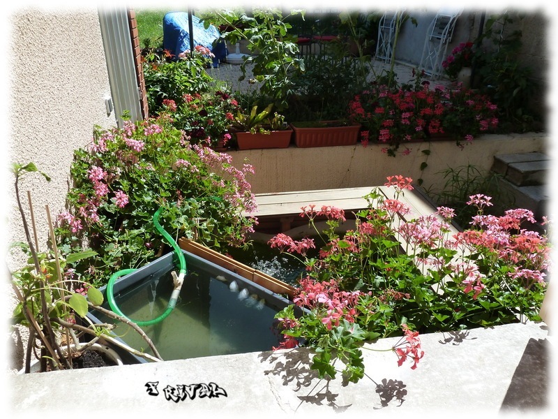 bassin-filtration-daphnie2.jpg bassin-filtration-daphnie2.jpg