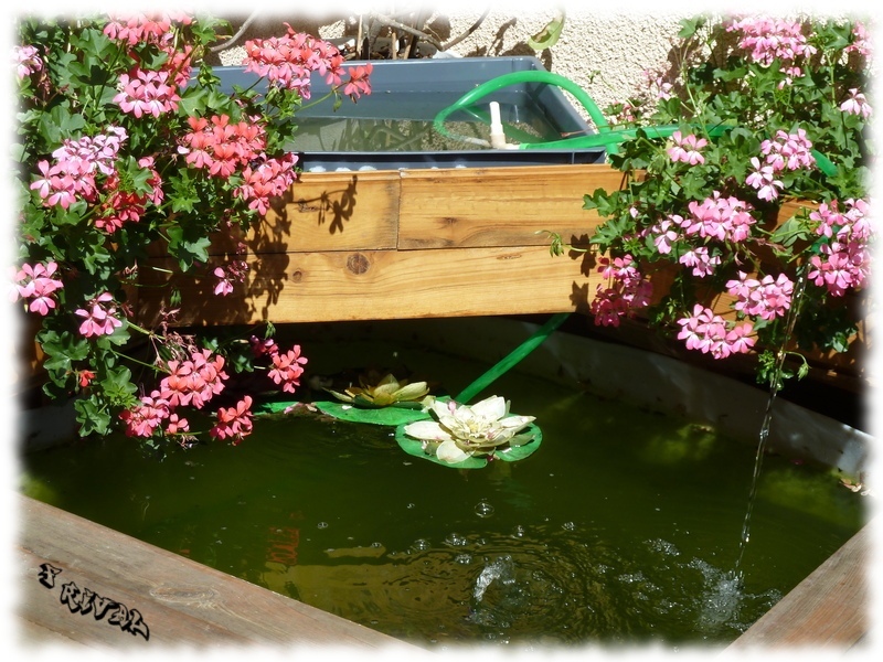 bassin3.jpg bassin3.jpg