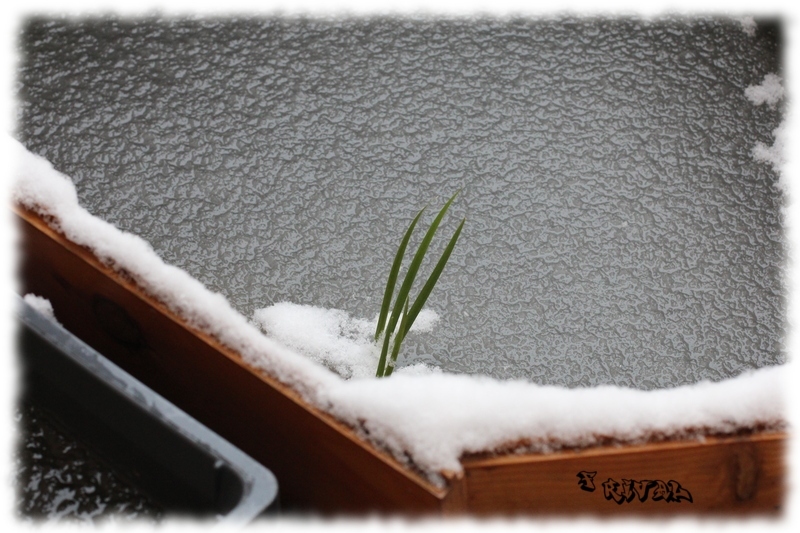 bassin_neige2.jpg bassin_neige2.jpg