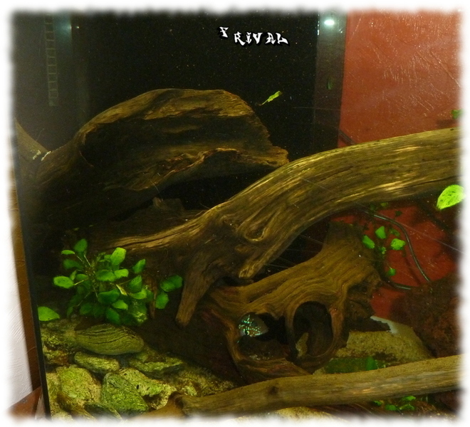 branche-foret-aqua.jpg branche-foret-aqua.jpg
