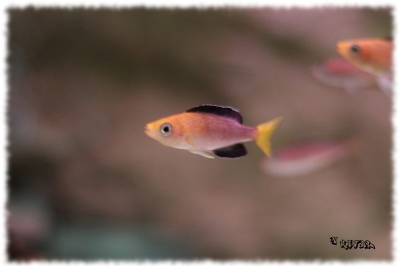 "Cyprichromis Jumbo Kambwimba"