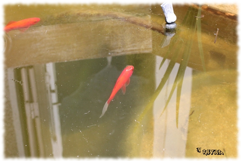 "poisson rouge" "poisson rouge"