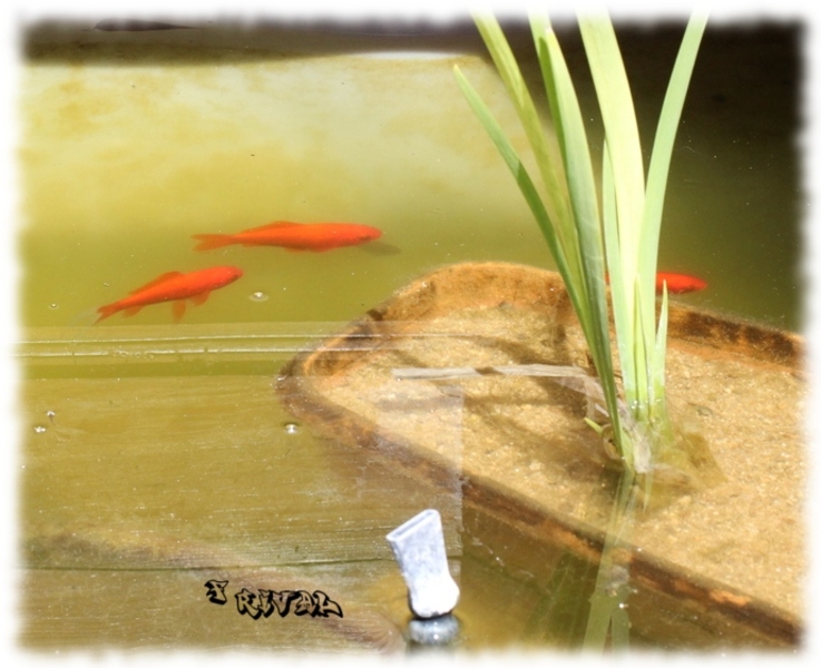 poisson-rouge_4.jpg poisson-rouge_4.jpg