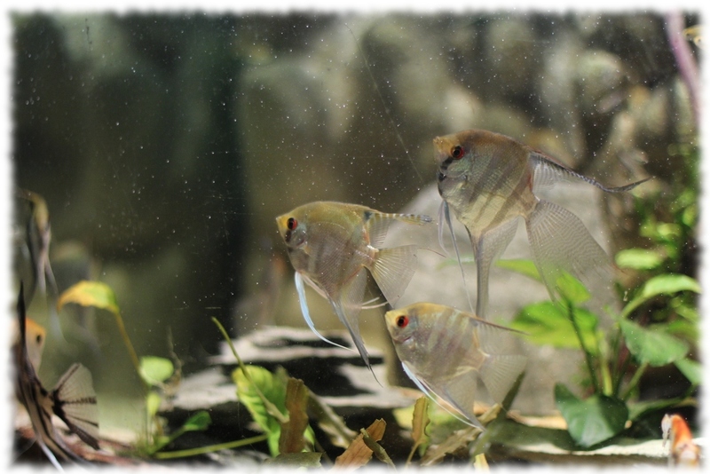 "Apteronotus Albifrons + banc de scalaires" "Apteronotus Albifrons + banc de scalaires"