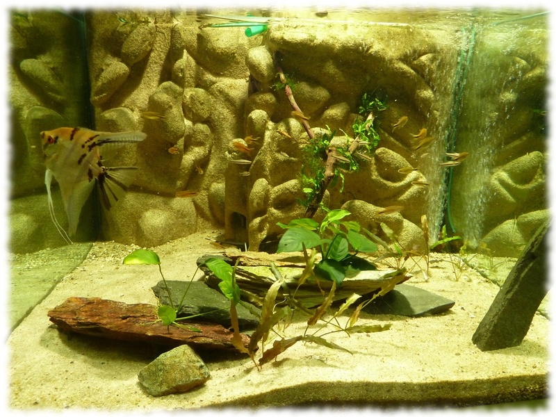 "Apteronotus Albifrons: aquarium vue d'ensemble" "Apteronotus Albifrons: aquarium vue d'ensemble"