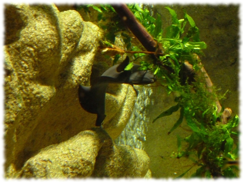 "Apteronotus Albifrons" "Apteronotus Albifrons"