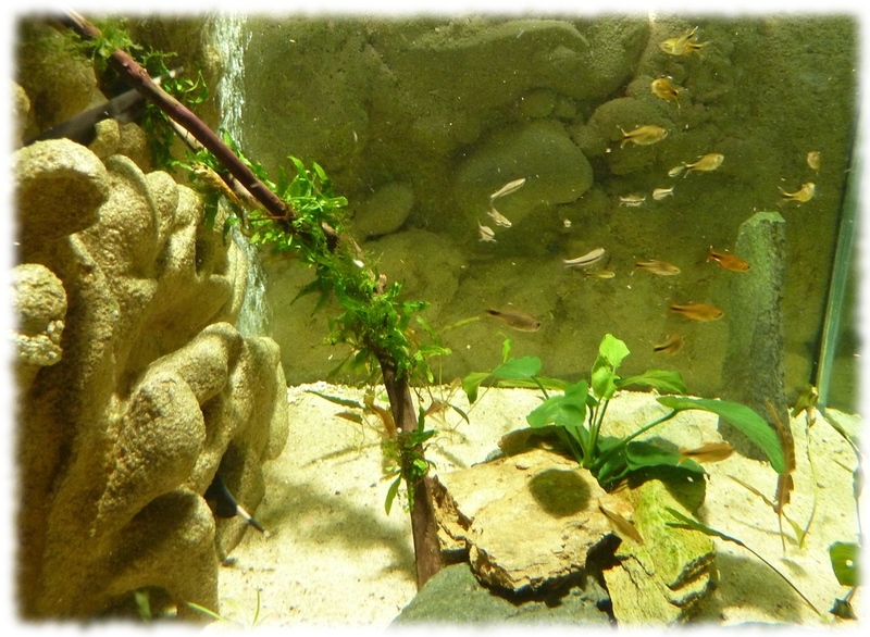 "Apteronotus Albifrons + banc de petits poissons amazoniens: hasmania nana et beckfordi" "Apteronotus Albifrons + banc de petits poissons amazoniens: hasmania nana et beckfordi"