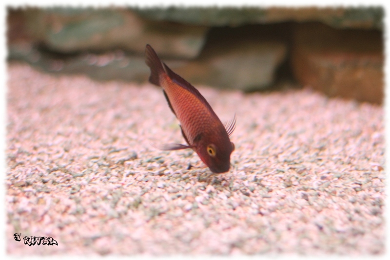 "Tropheus sp. "red" Chimba"