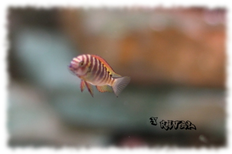 "Tropheus sp. "red" Chimba"