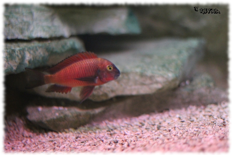 Cichlidés ou poissons sauvages: Tropheus sp. red Chimba