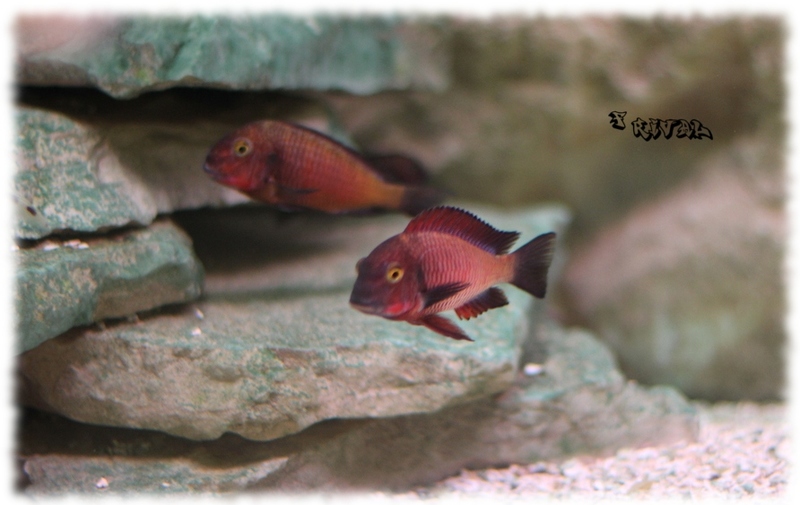 "Tropheus sp. "red" Chimba"