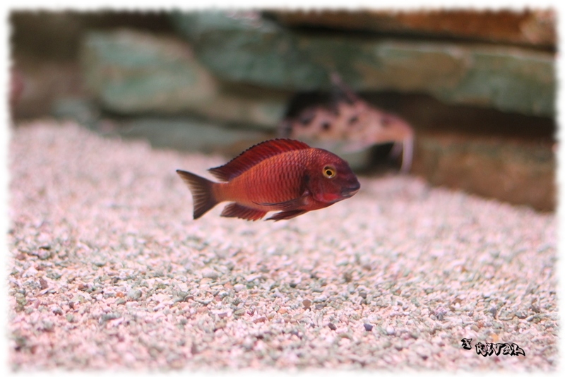 "Tropheus sp. "red" Chimba"