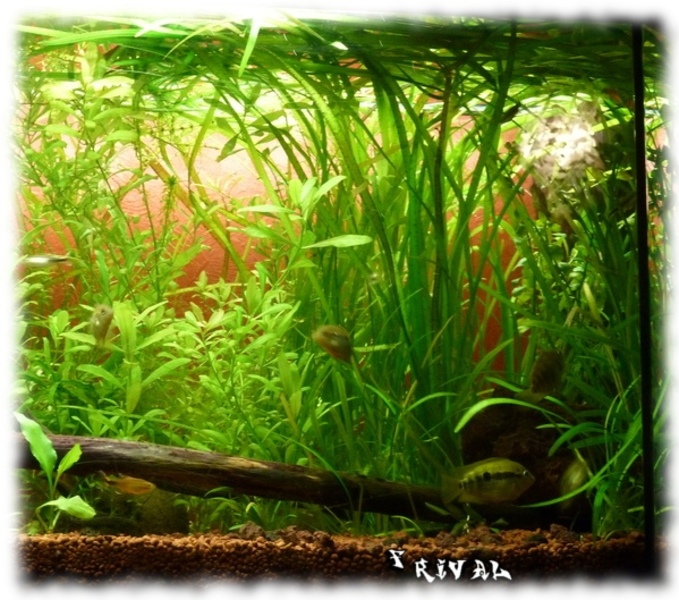 vallisneria.jpg vallisneria.jpg