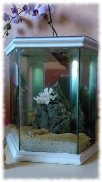 cactus-aqua_1.jpg cactus-aqua_1.jpg