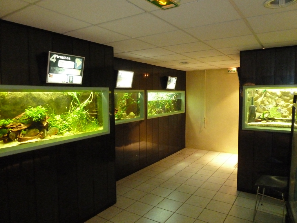 Aquarium Club Association de St Chamond - L'Aquramiaud - Aqua42