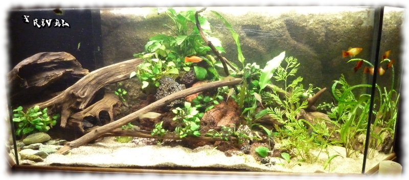 Grande racine de mangrove pour aquarium