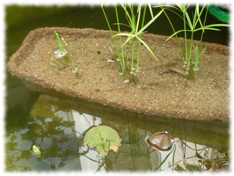 jardinière pour bassin hors-sol