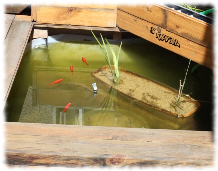 poissons rouges dans un bassin hors-sol